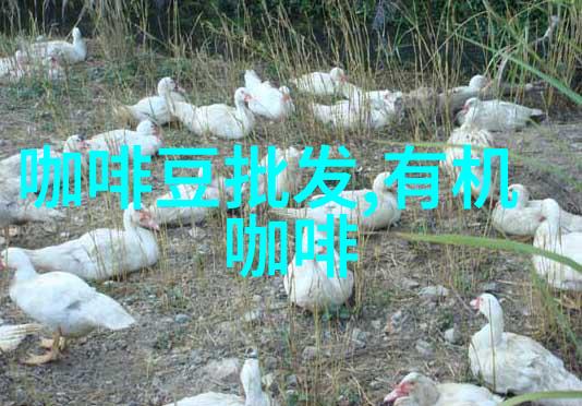 铁皮卡咖啡豆风味口感庄园产区铁皮卡精品咖啡豆介绍
